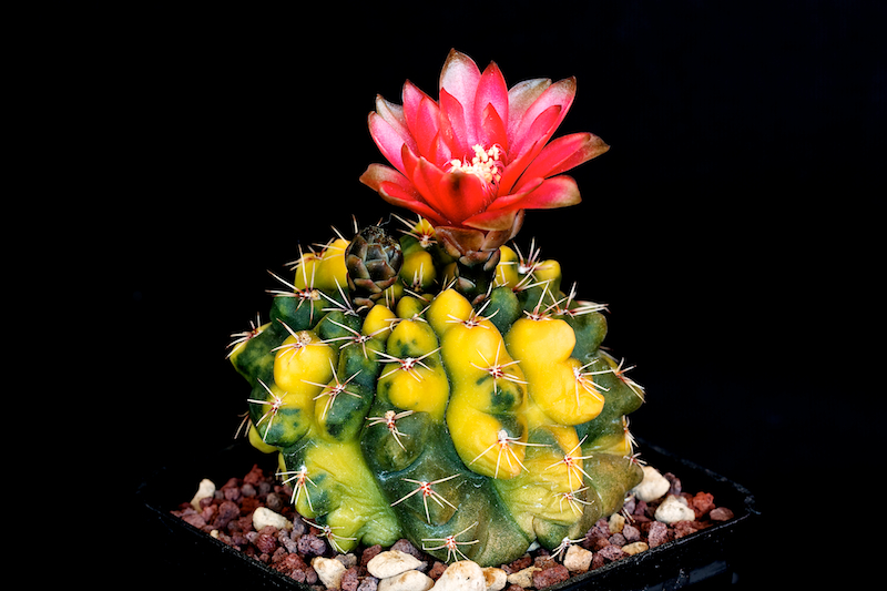 Gymnocalycium baldianum f. variegatum 