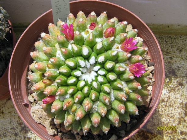 Mammillaria compressa cv. blando inermis 