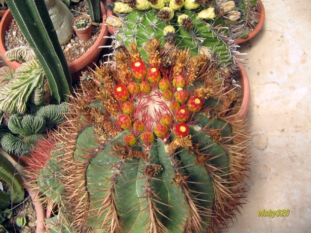 Ferocactus stainesii 