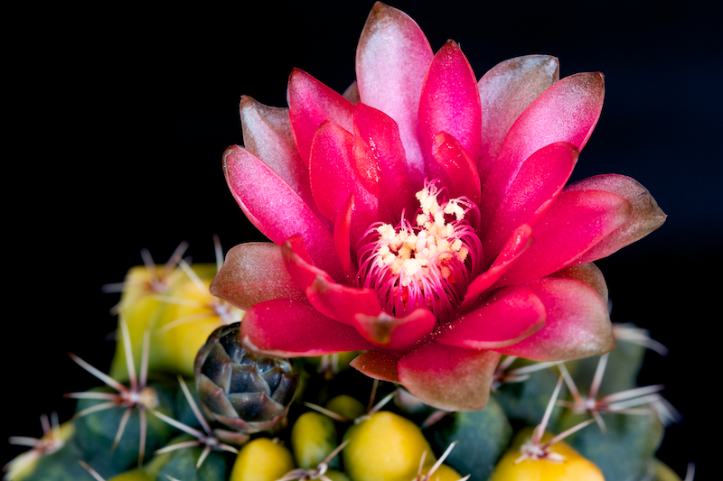 Gymnocalycium baldianum f. variegatum 