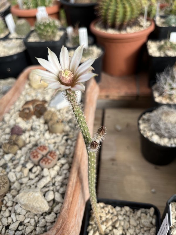 Echinocereus leucanthus 