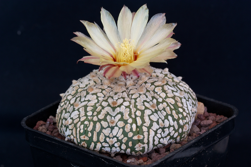 Astrophytum asterias cv. super kabuto v-type 