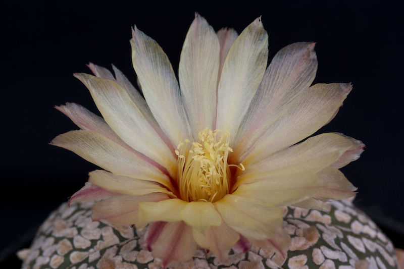 Astrophytum asterias cv. super kabuto v-type 