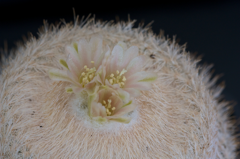 Epithelantha bokei SB 416