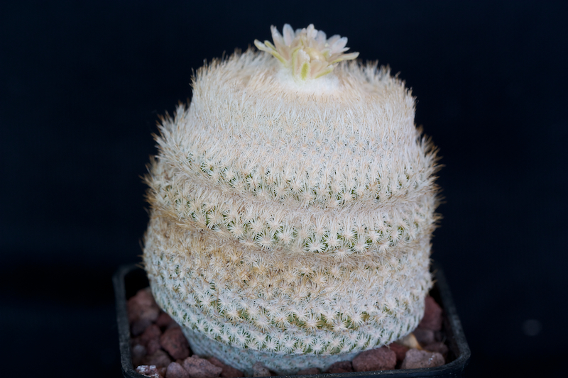 Epithelantha bokei SB 416