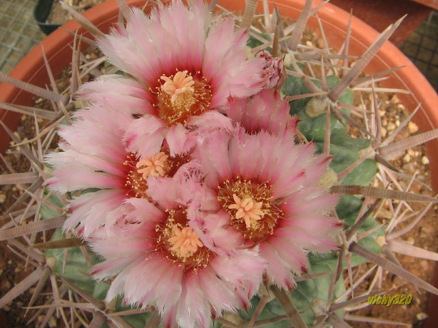 Echinocactus texensis 