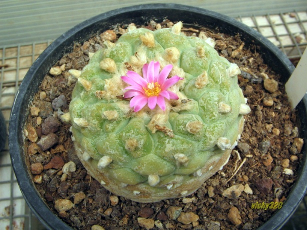 Lophophora williamsii v. decipiens 