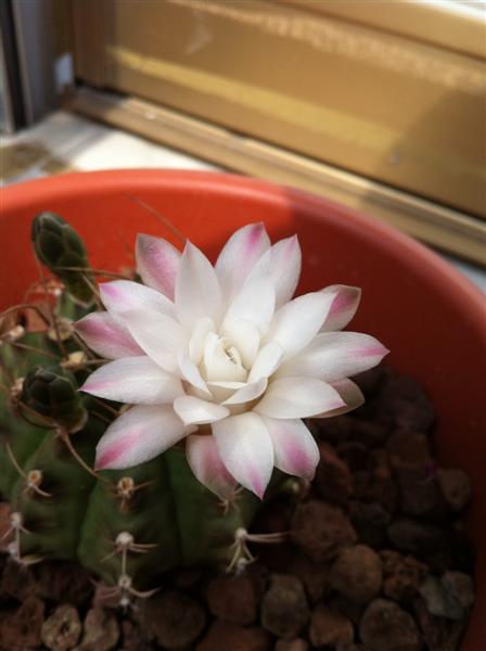 Gymnocalycium anisitsii 