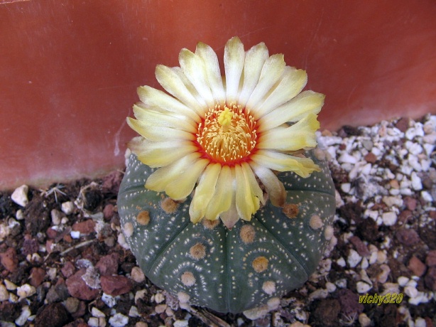 Astrophytum asterias 