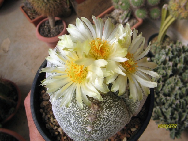 Astrophytum myriostigma f. tricostatum 