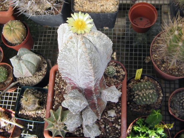 Astrophytum coahuilense 