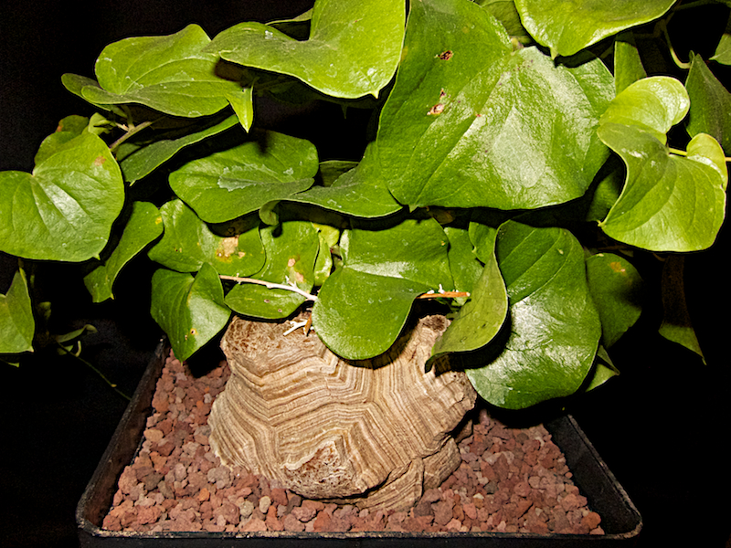 Dioscorea elephantipes 