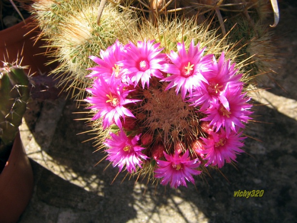 Mammillaria spinosissima 