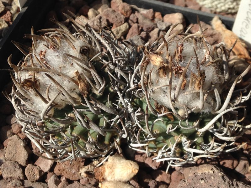 Turbinicarpus schmiedickeanus 