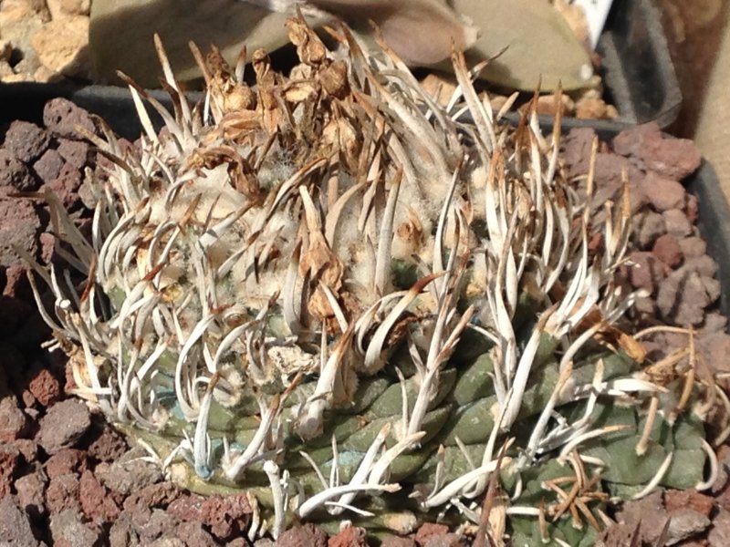 Turbinicarpus klinkerianus 
