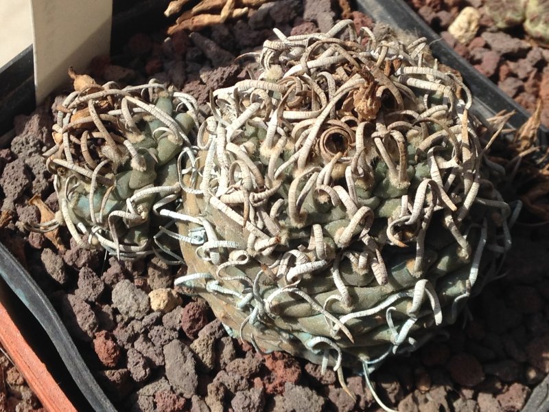 Turbinicarpus klinkerianus ssp. schwarzii 