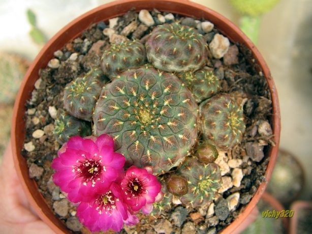 Sulcorebutia rauschii cv. gold 