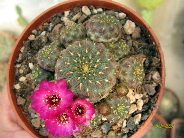 Sulcorebutia rauschii cv. Gold 