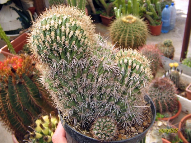 Pachycereus pringlei f. cristatus 