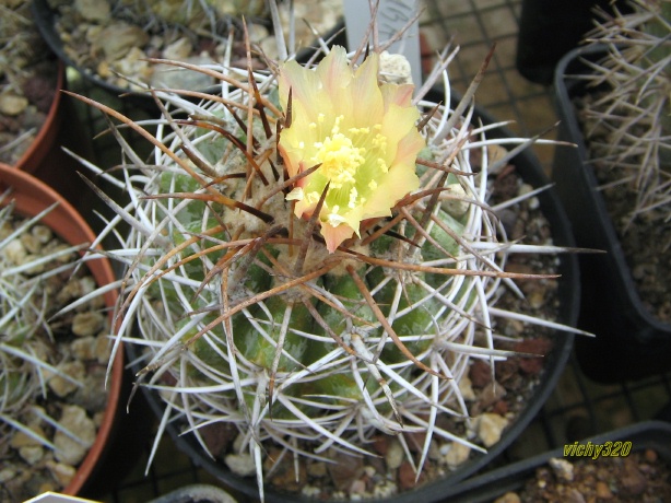 Copiapoa coquimbana 