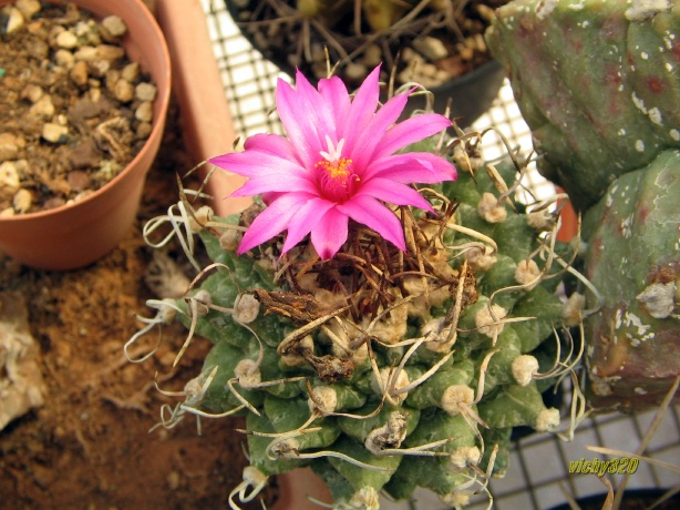 Turbinicarpus alonsoi 