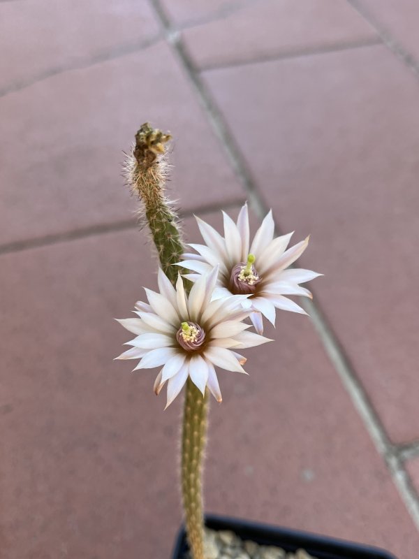 Echinocereus leucanthus 