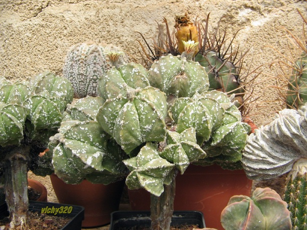 Astrophytum myriostigma cv. tukai 