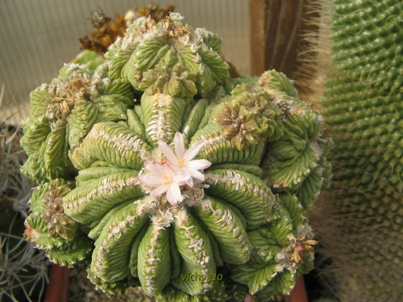 Aztekium ritteri 