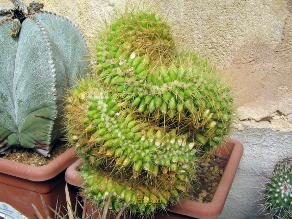 Echinocactus grusonii f. cristatus 