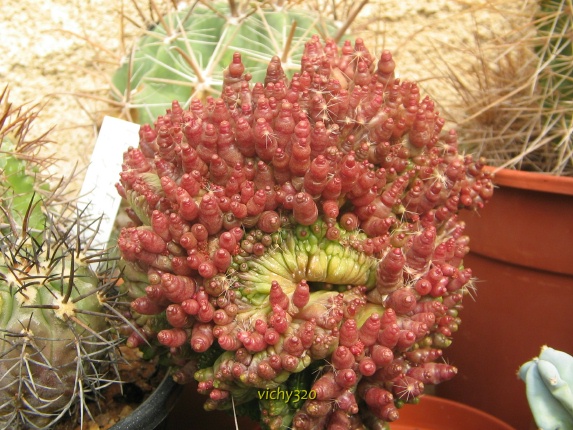 Mammillaria bocasana f. monstruosa 