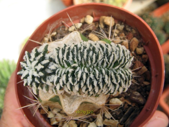 Ariocarpus kotschoubeyanus f. cristatus 