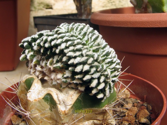 Ariocarpus kotschoubeyanus f. cristatus 