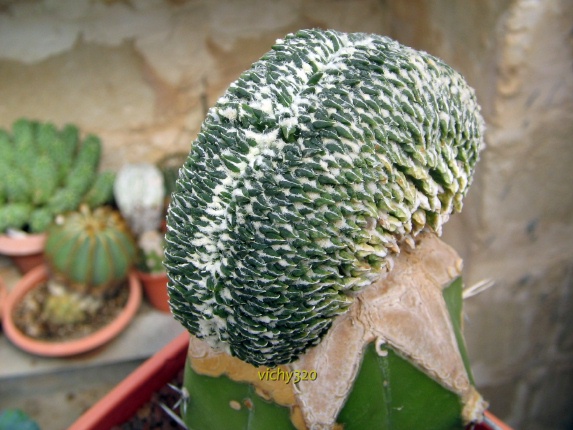 ariocarpus kotschoubeyanus f. cristatus