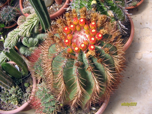 Ferocactus stainesii 