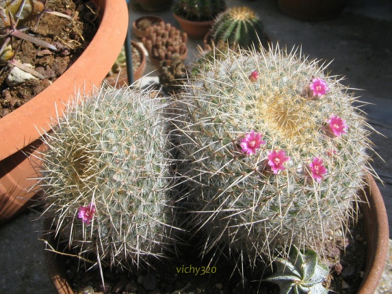 Mammillaria celsiana 