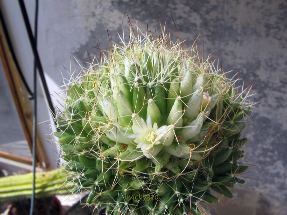 Mammillaria decipiens ssp. camptotricha 