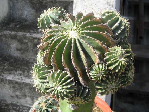 Geohintonia mexicana 