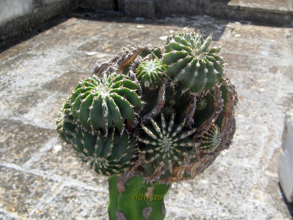 Geohintonia mexicana 