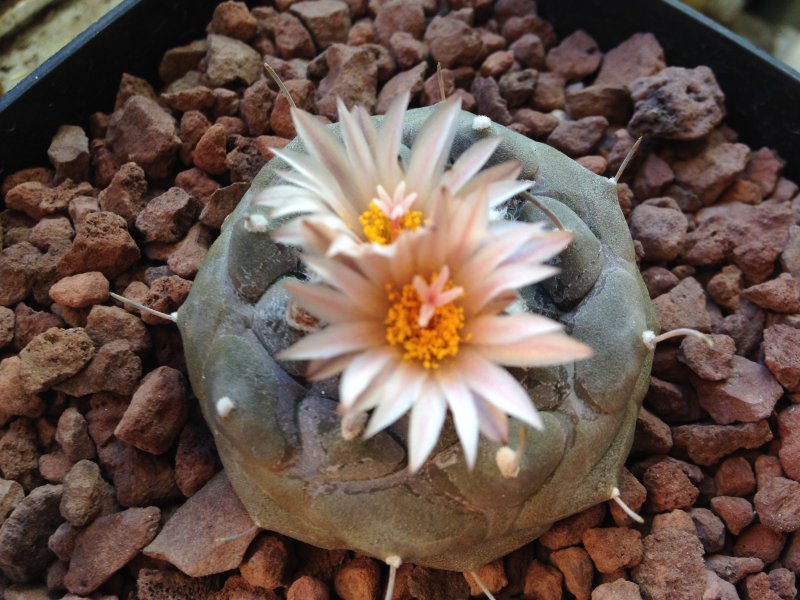 Turbinicarpus jauernigii 