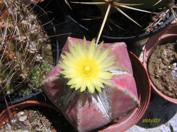 Astrophytum myriostigma 