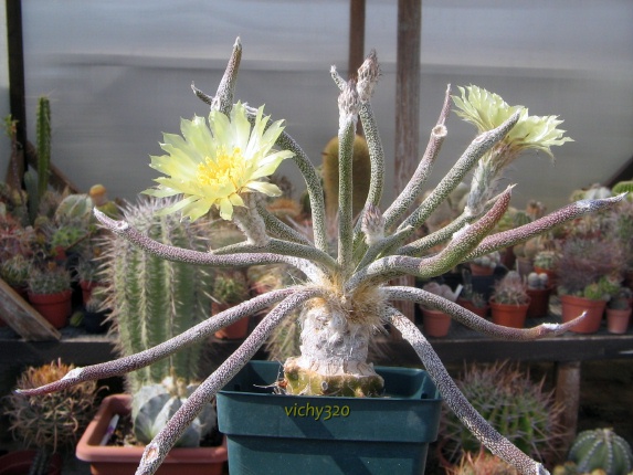 Astrophytum caput-medusae 