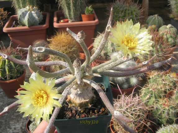 Astrophytum caput-medusae 