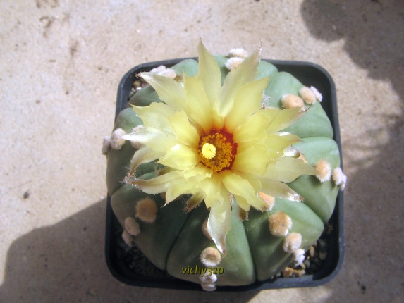 Astrophytum asterias v. nudum 