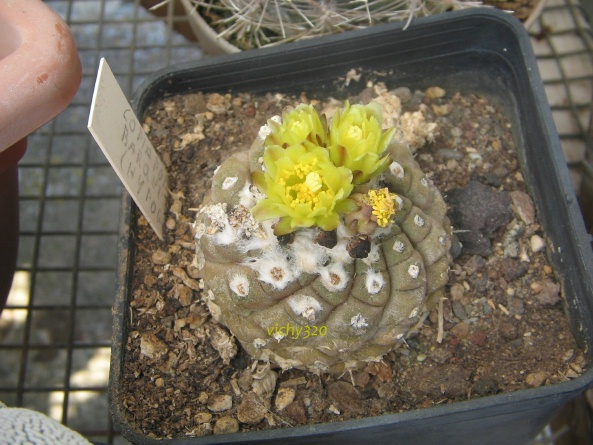 Copiapoa hypogaea v. barquitensis 