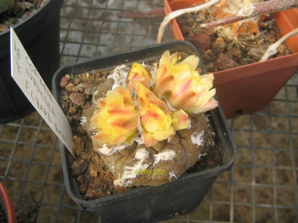 Copiapoa hypogaea cv. Lizard Skin 