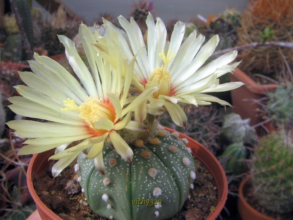 Astrophytum asterias 