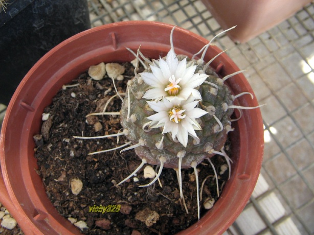 Turbinicarpus polaskii 