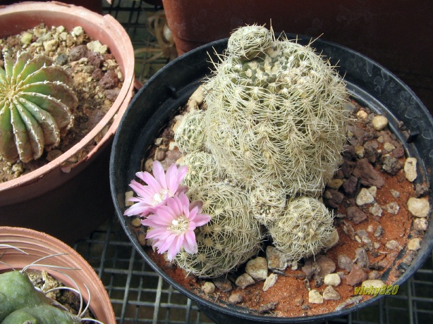 Gymnocalycium bruchii 