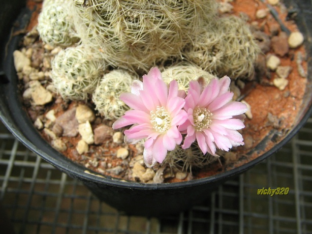 Gymnocalycium bruchii 