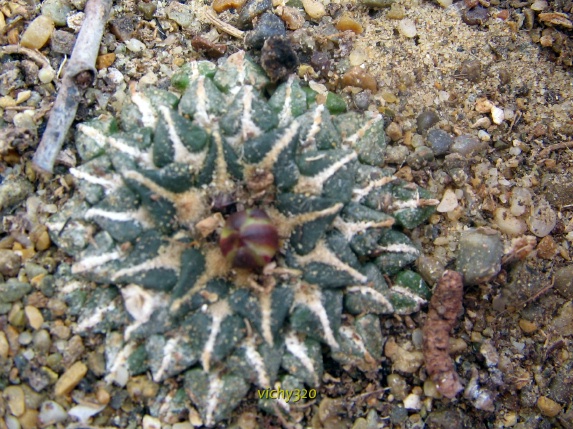 Ariocarpus kotschoubeyanus v. albiflorus 